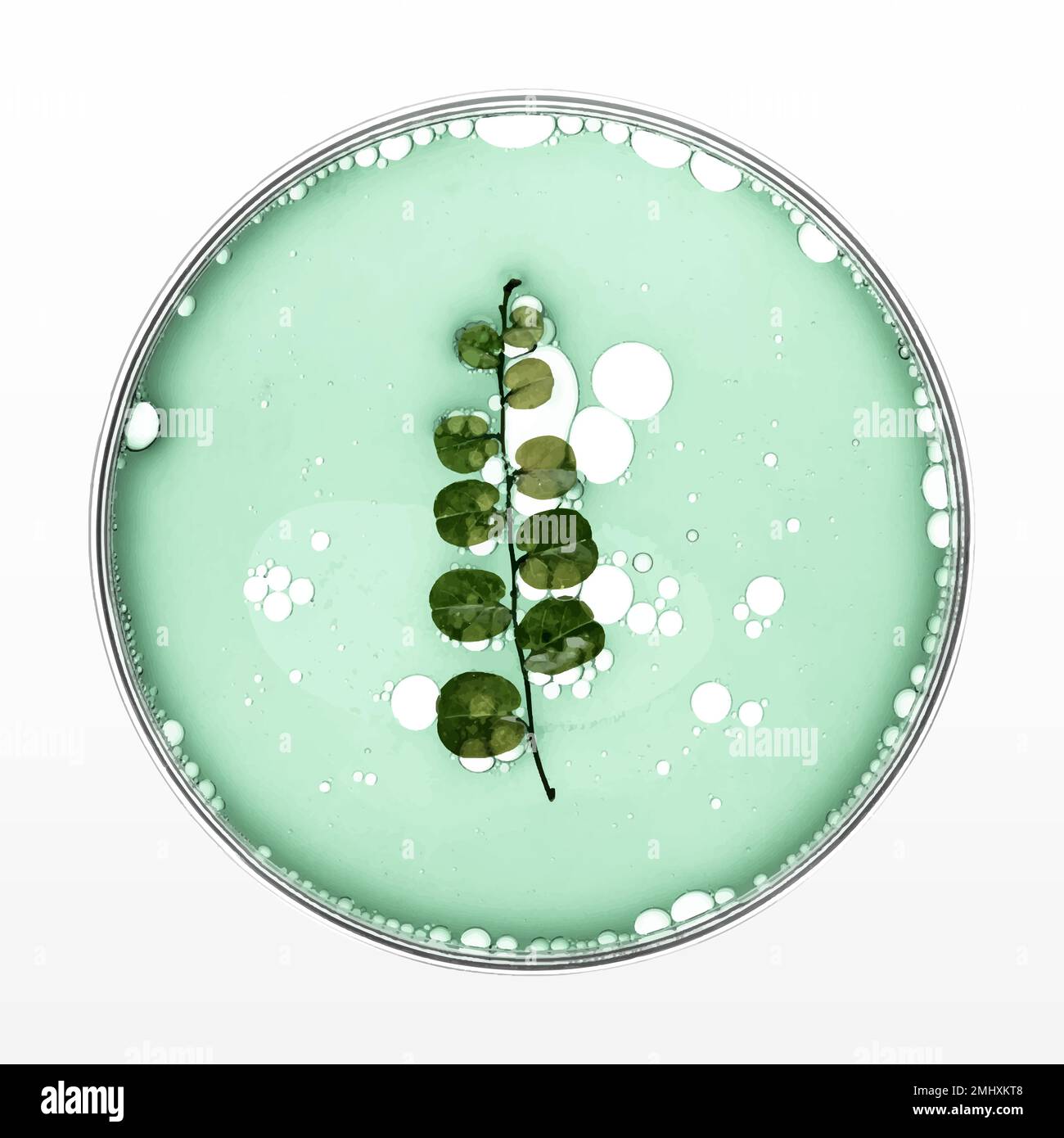 Foglia in Petri piatto vettore olio essenziale naturale prodotto Illustrazione Vettoriale