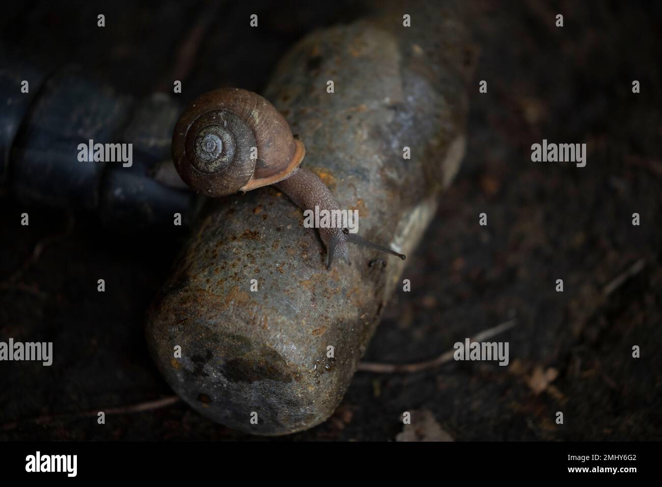 Lumaca su un martello da roccia Foto Stock