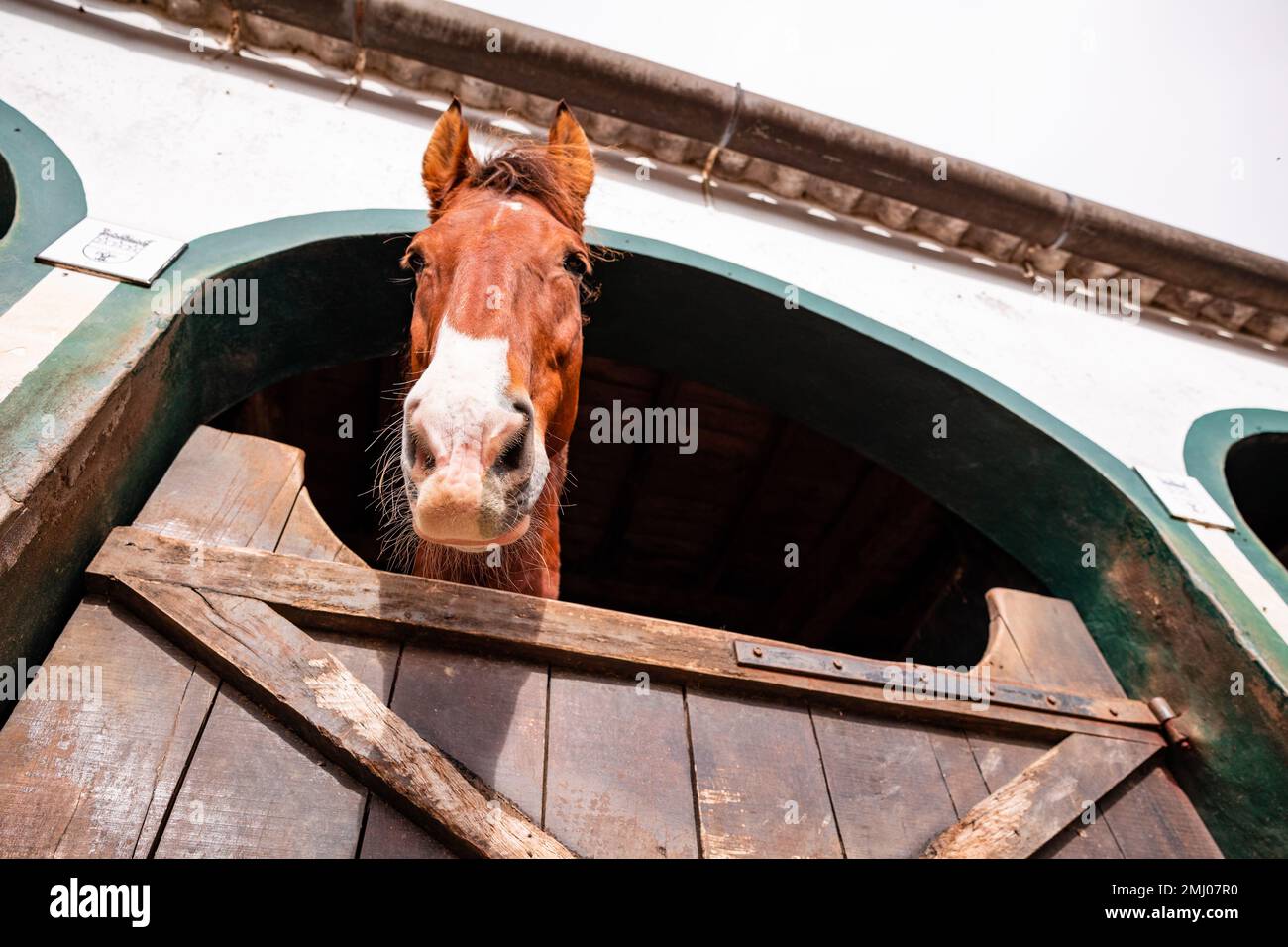 Cavallo guardando fuori dalla scatola esterna, animali carini, prospettiva divertente. Foto Stock