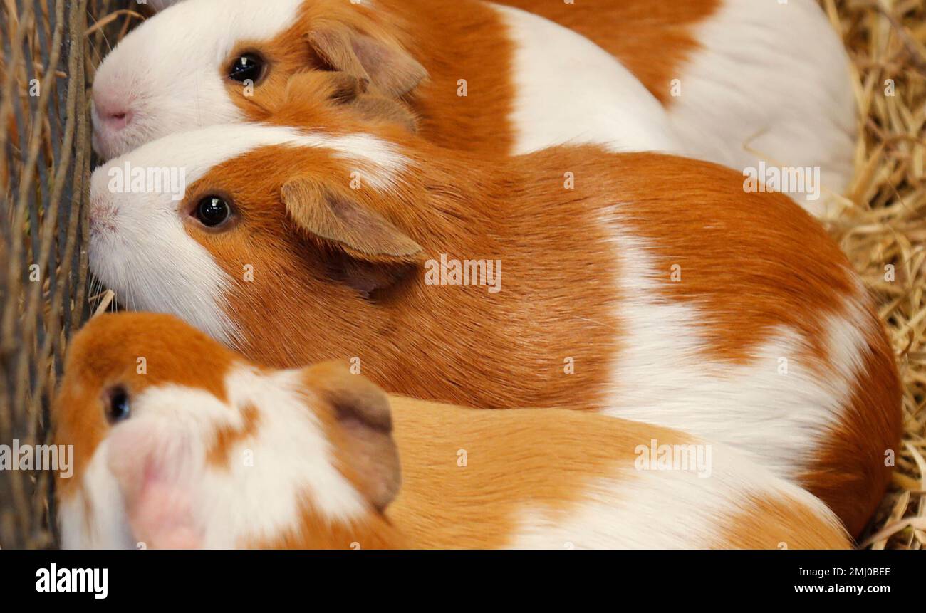 This Sept. 27, 2019 photo shows a muddle of guinea pigs at a farm in