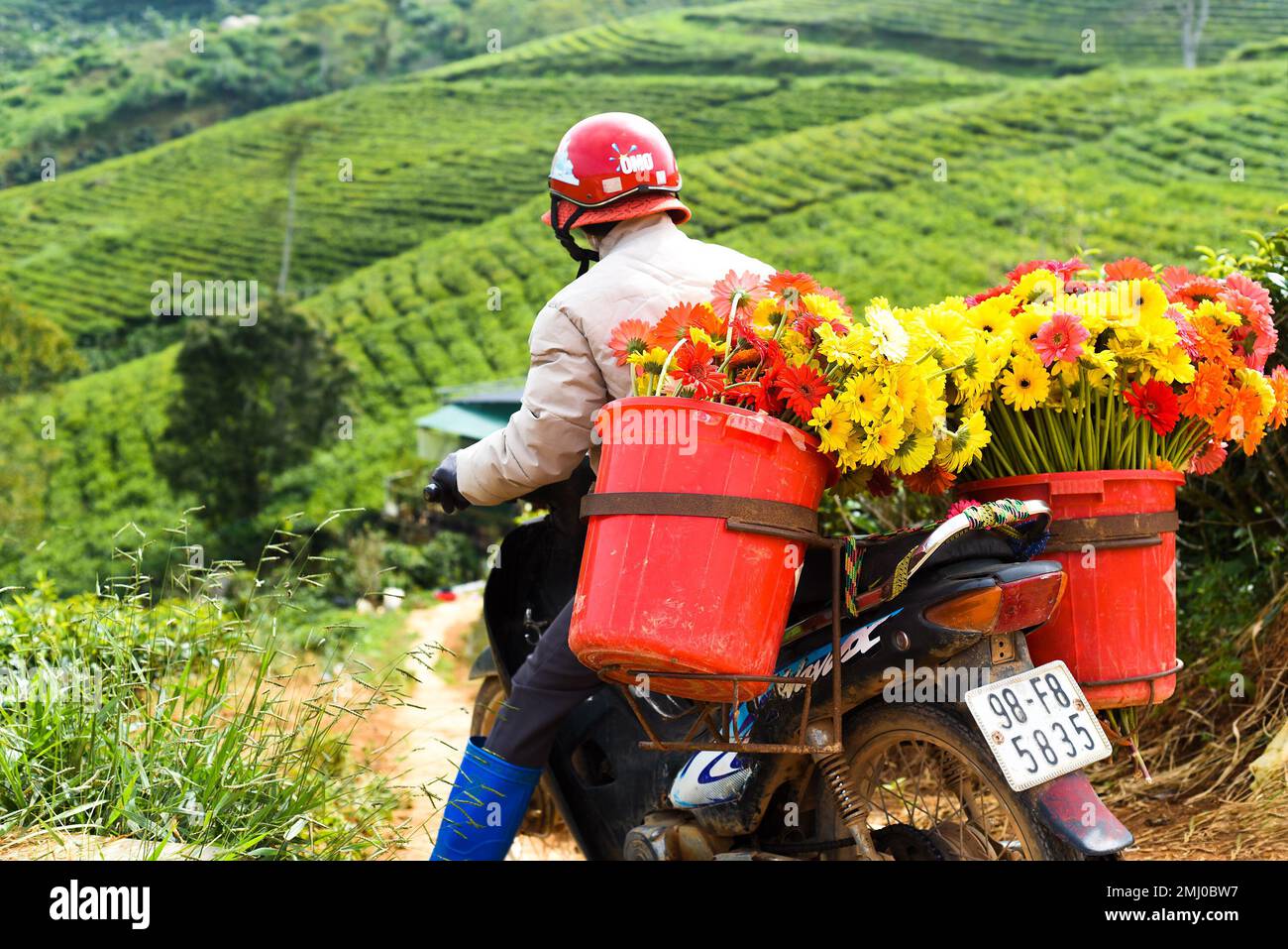 Da Lat, Vietnam - 1 novembre 2022: Vietnamita guida moto pieno di gerbera fiori nel campo da tè Foto Stock