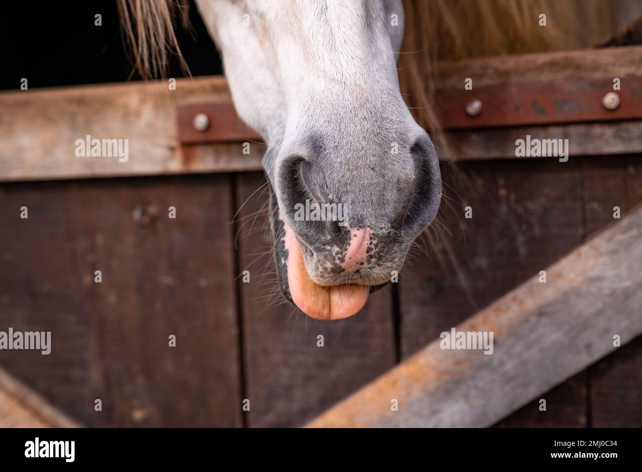 Carino naso di cavallo, dettagli di cavalli, animali equini, guardando fuori dalla scatola Foto Stock