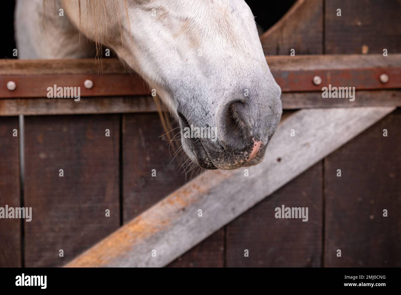 Carino naso di cavallo, dettagli di cavalli, animali equini, guardando fuori dalla scatola. Foto Stock