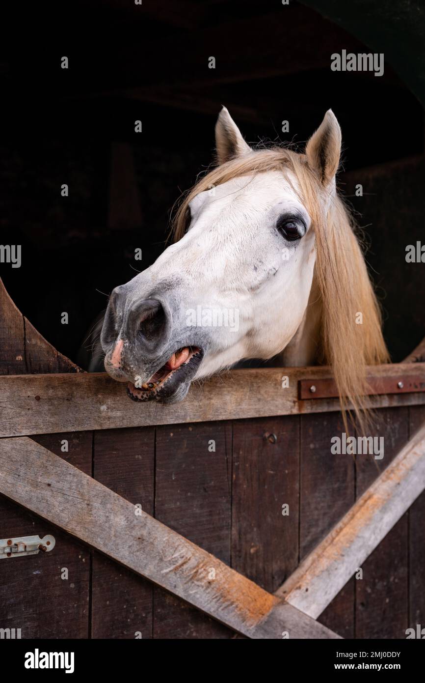 Cavallo che guarda fuori scatola, animali carini, razza Lusitano. Foto Stock