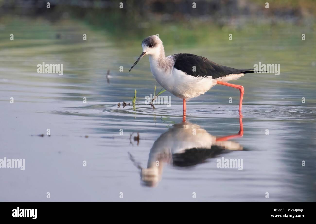 Stilt con ali nere che attraversa le acque della palude in cerca di cibo Foto Stock