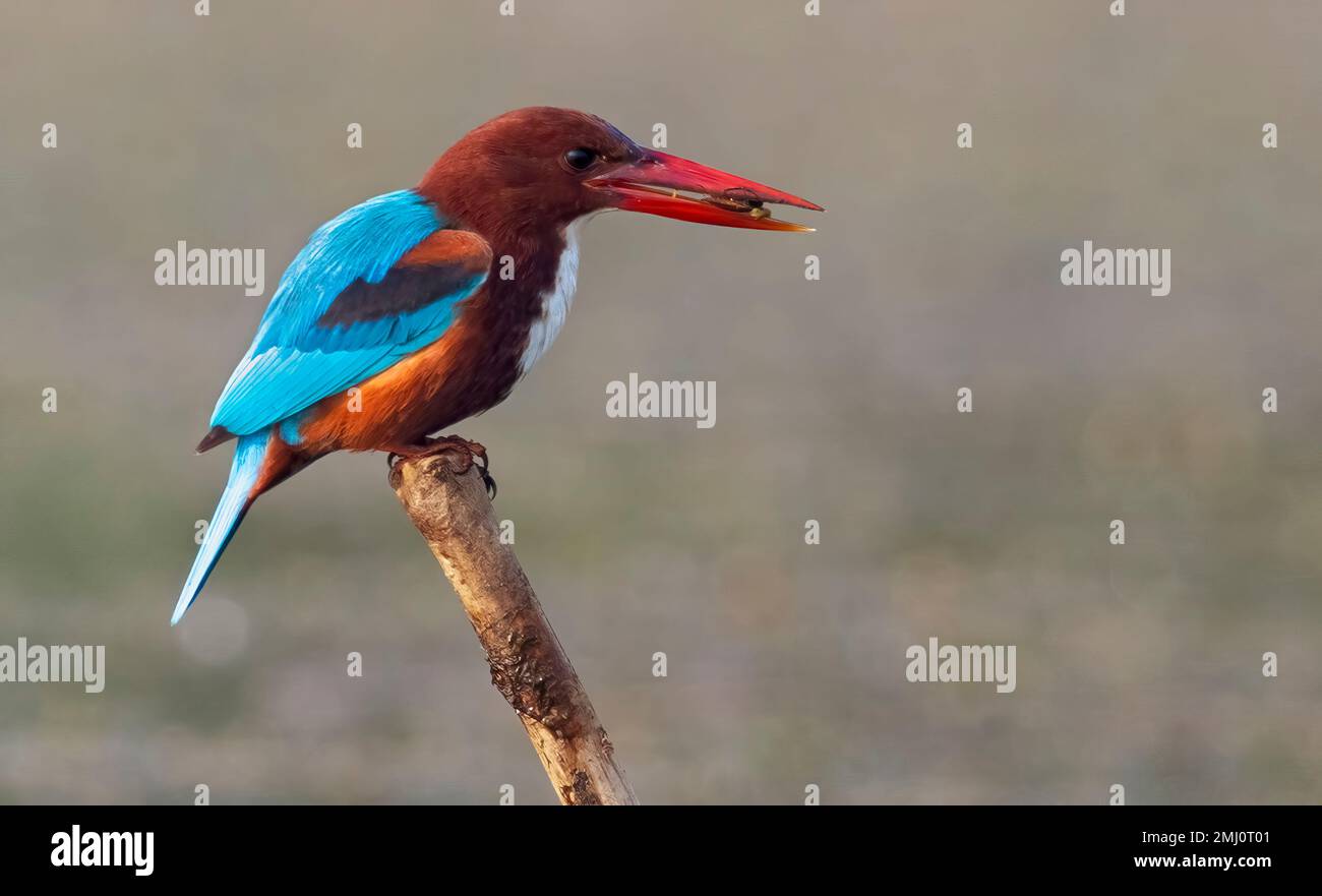 Un uccello Kingfisher dalla gola bianca arroccato su un'asta di bambù in vista ravvicinata Foto Stock