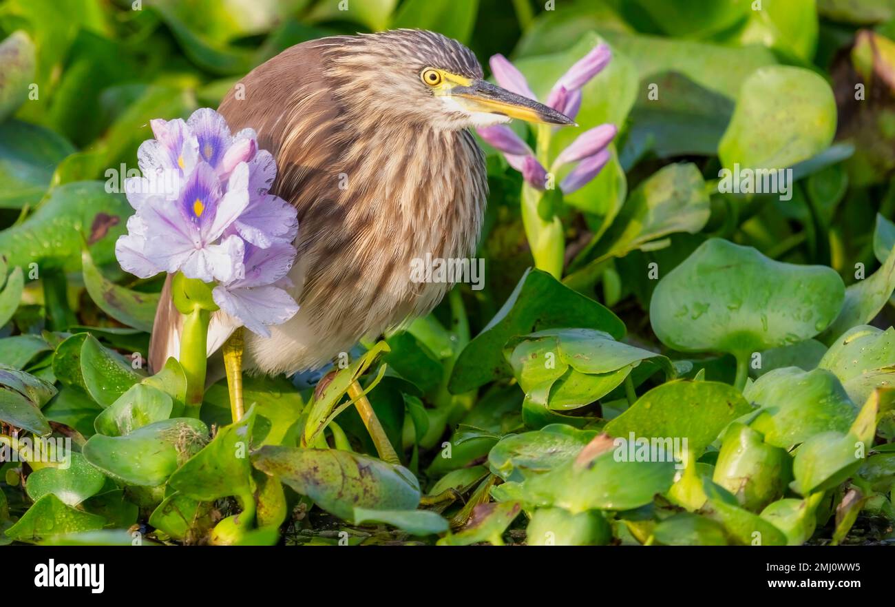 Laghetto di Heron seduto tra fitte fogliame in una palude forestale in India Foto Stock