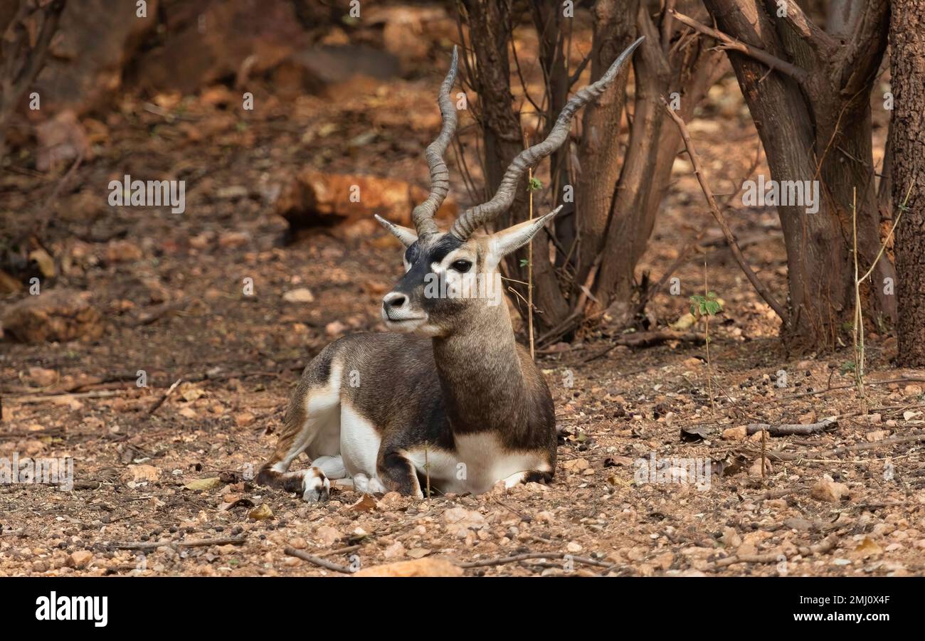 Antilope indiana o blackbuck seduto nella foresta di Bannerghatta a Karnataka, India Foto Stock