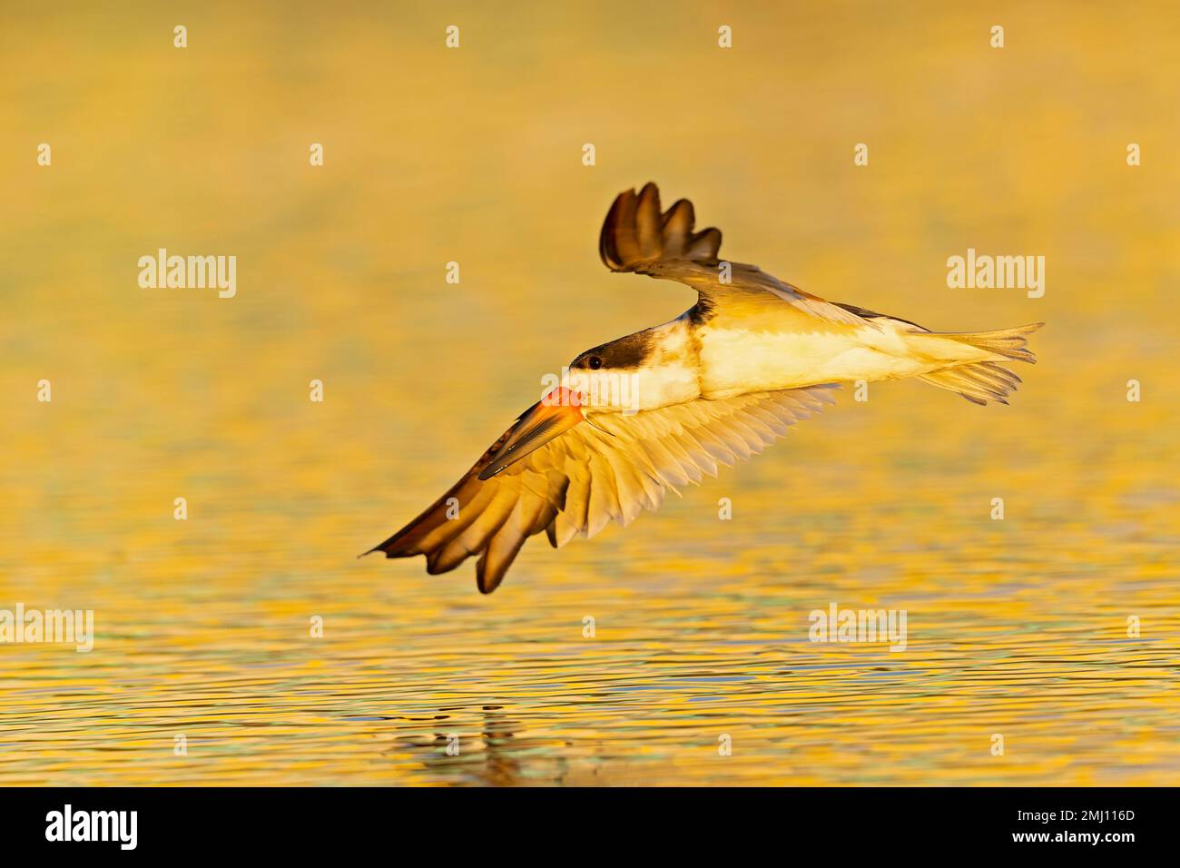 Uno skimmer nero americano (Rynchops niger) in volo Foto Stock