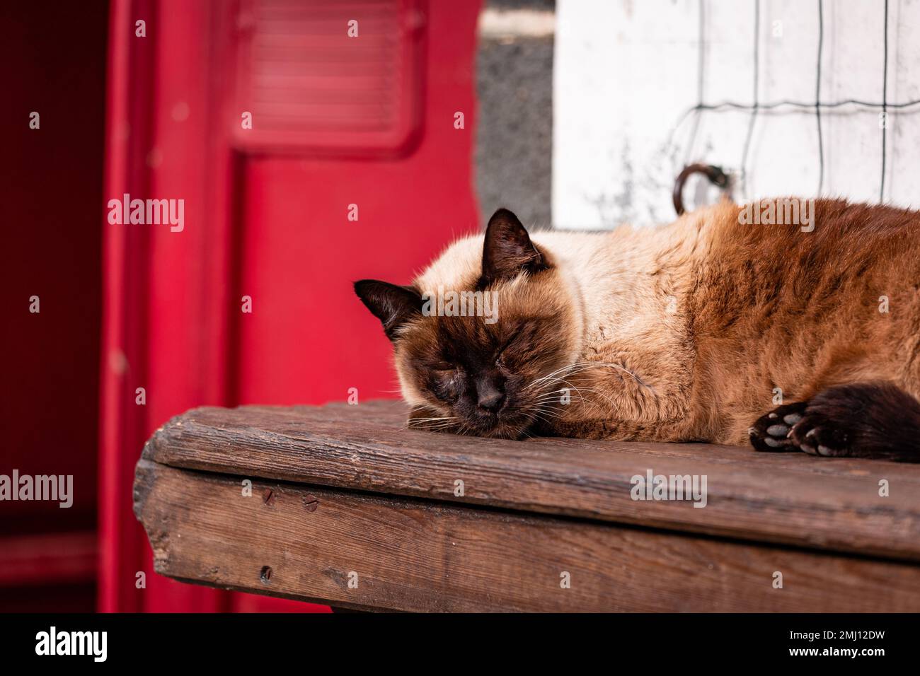 Gatto addormentato carino, in fattoria, all'aperto al sole. Foto Stock