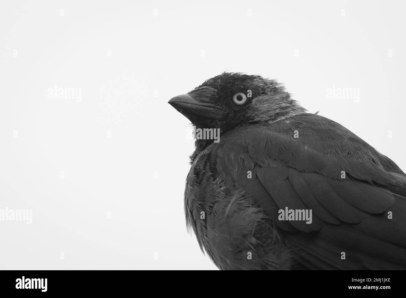 Primo piano di uccelli che si ergono contro il cielo limpido Foto Stock