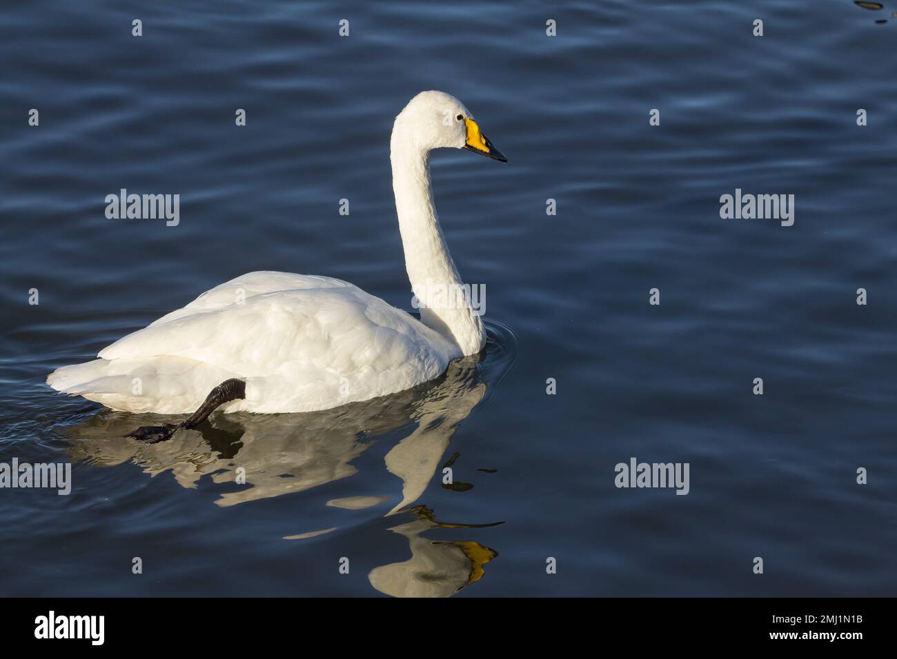 Whooper Swan Cygnus cygnus becco nero e giallo con parte gialla che si estende biondo narici lungo collo verticale bianco piumaggio gambe nere e piedi a nastro Foto Stock