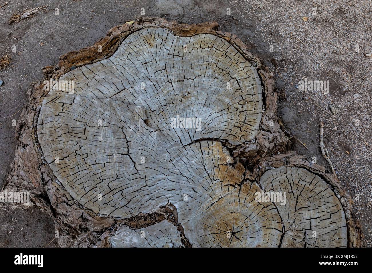 Tagliare l'albero di cottonwood a Manzanar National Historic Site, Owens Valley, California, Stati Uniti Foto Stock