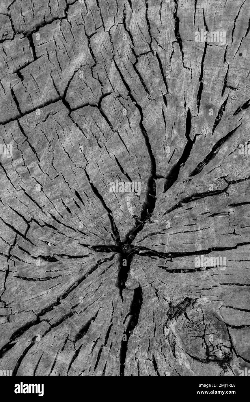 Tagliare l'albero di cottonwood a Manzanar National Historic Site, Owens Valley, California, Stati Uniti Foto Stock