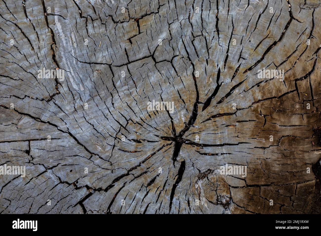 Tagliare l'albero di cottonwood a Manzanar National Historic Site, Owens Valley, California, Stati Uniti Foto Stock