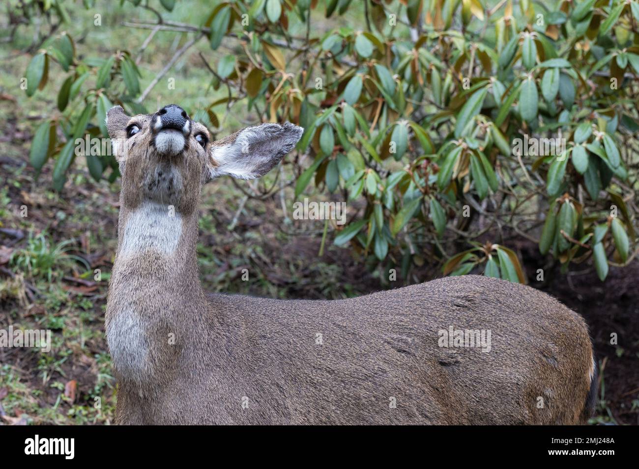 Un cervo con la testa sollevata, soffia l'aria. Foto Stock