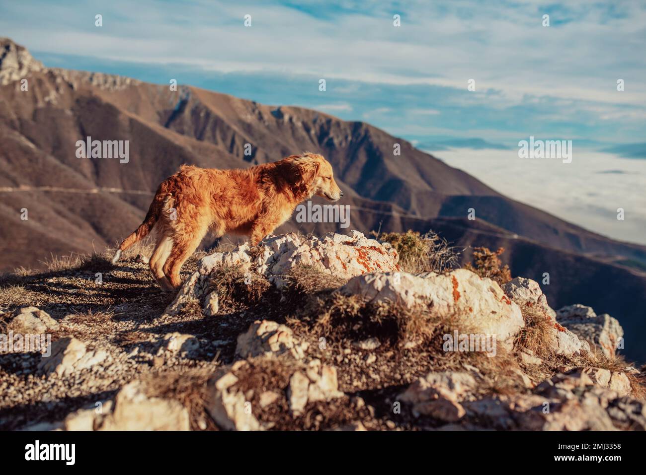 cane in montagna, escursioni con un animale domestico Foto Stock