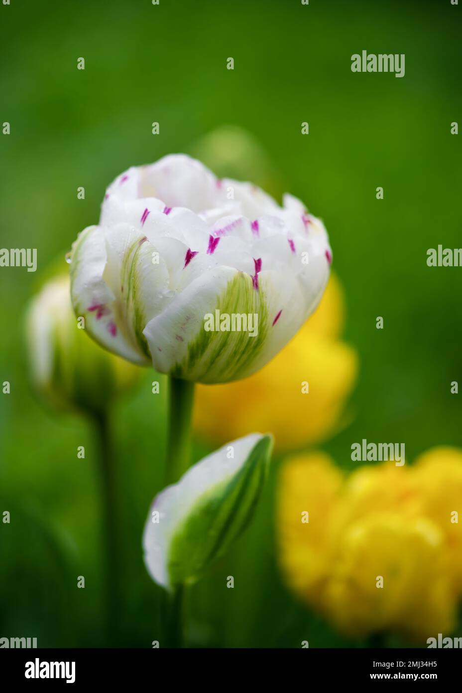 Bella rosa bianco doppio tulipano in primavera fiorito con sfondo sfocato. Danceline (Tulipa) concetto di giardinaggio. Messa a fuoco morbida. Foto Stock