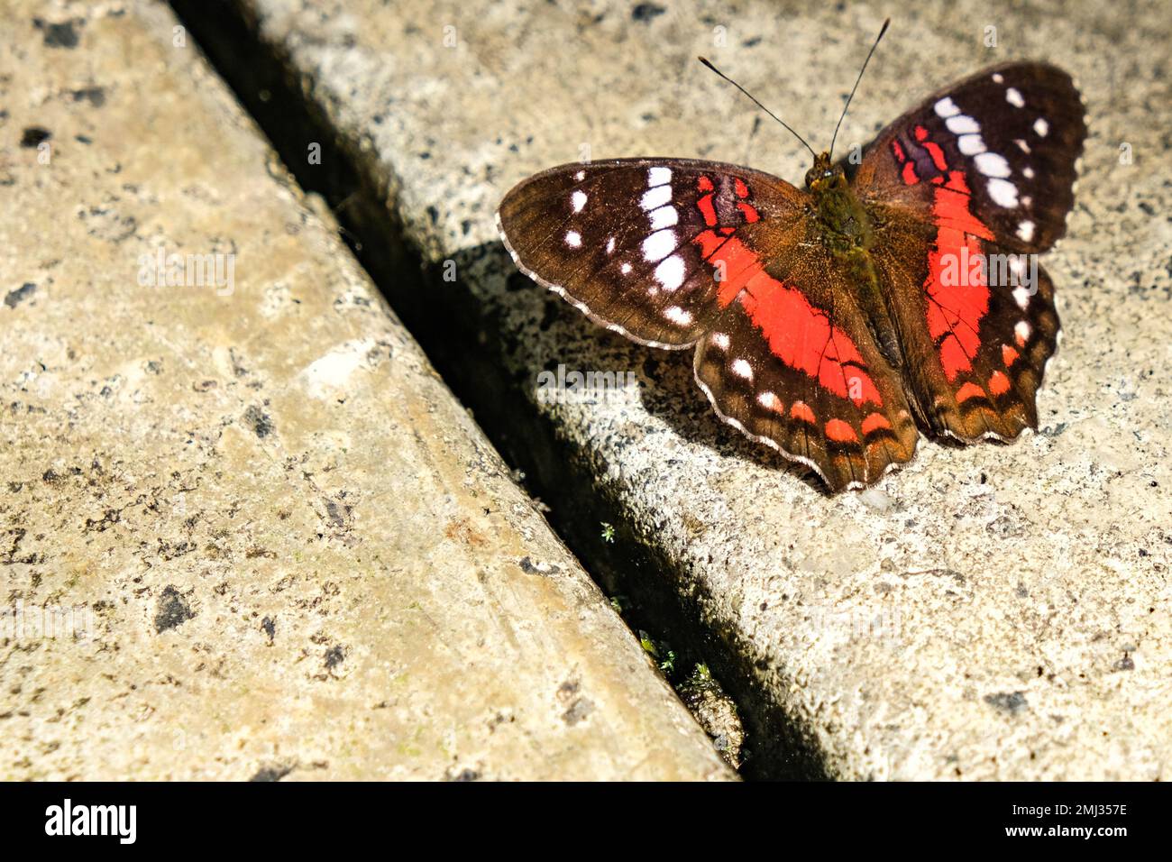 Primo piano terra marrone farfalla arancione sul terreno vicino al buco linea. Sfondo geometrico dell'animale. Messa a fuoco selettiva. Foto Stock