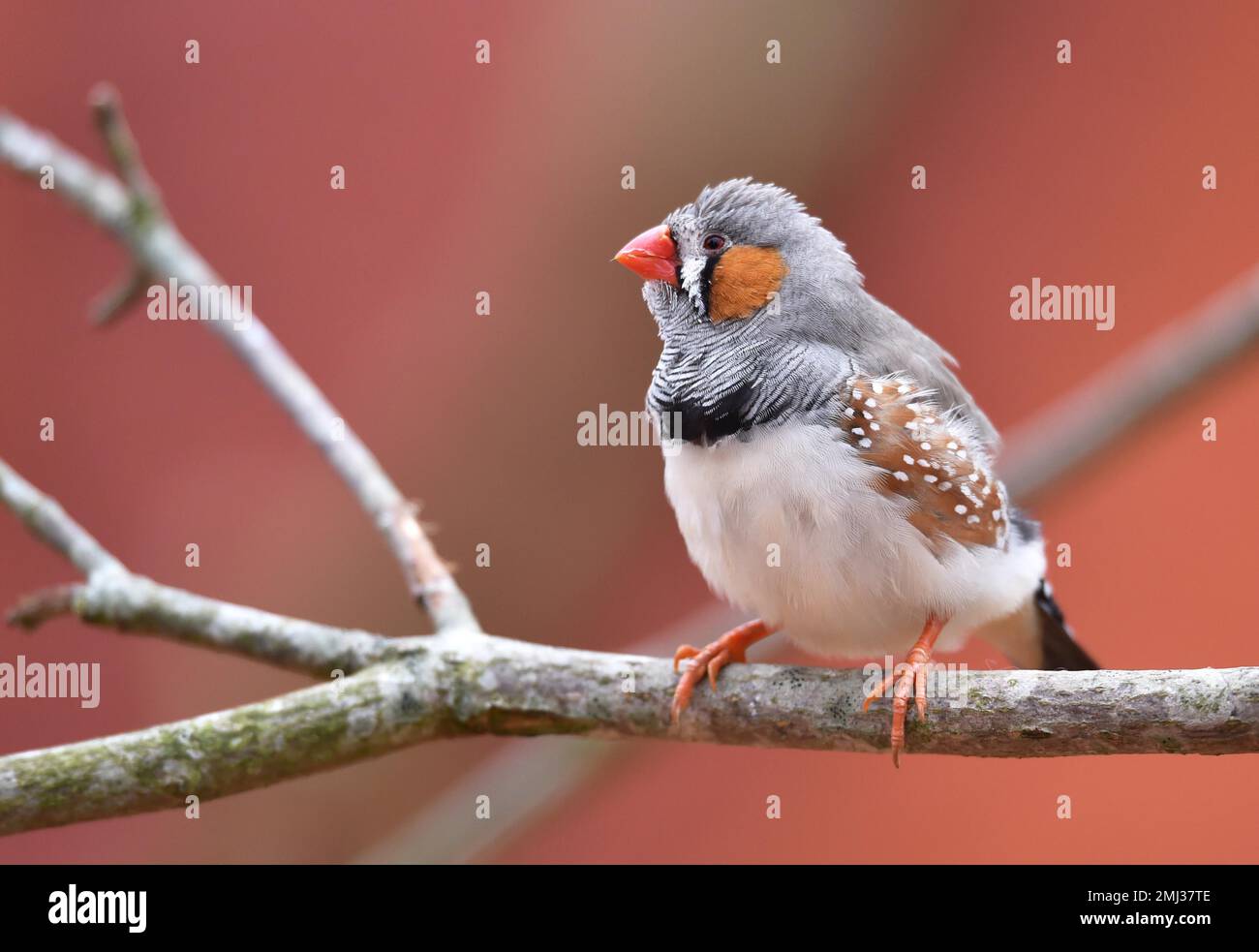 Zebra Finch (Taeniopygia guttata) su una filiale Foto Stock