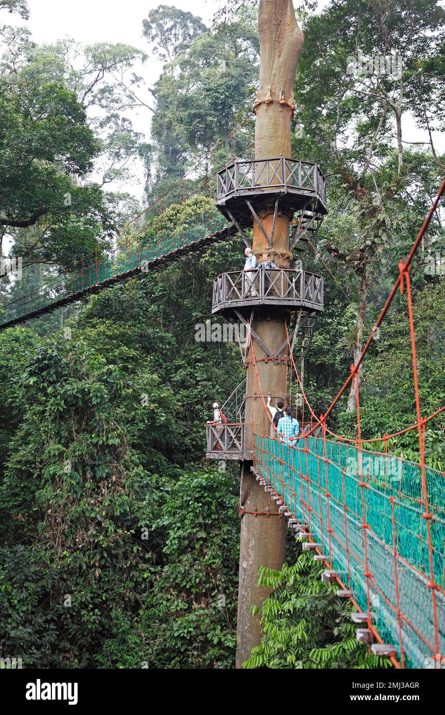 Piattaforme di osservazione presso un tapang (Koompassia excelsa) nella foresta pluviale, l'Area protetta della Valle del Danum, Sabah, Borneo, Malesia Foto Stock