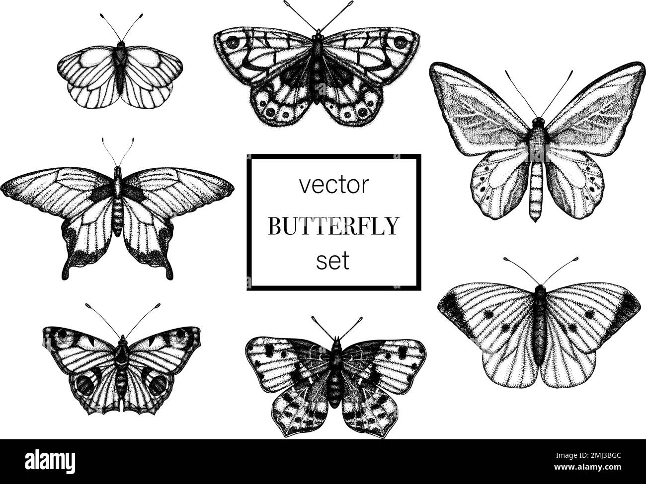 Set vettoriale di farfalle bianche e nere disegnate a mano. Incisione di un'illustrazione retrò. Insetti realistici isolati su sfondo bianco. Grafico dettagliato d Illustrazione Vettoriale
