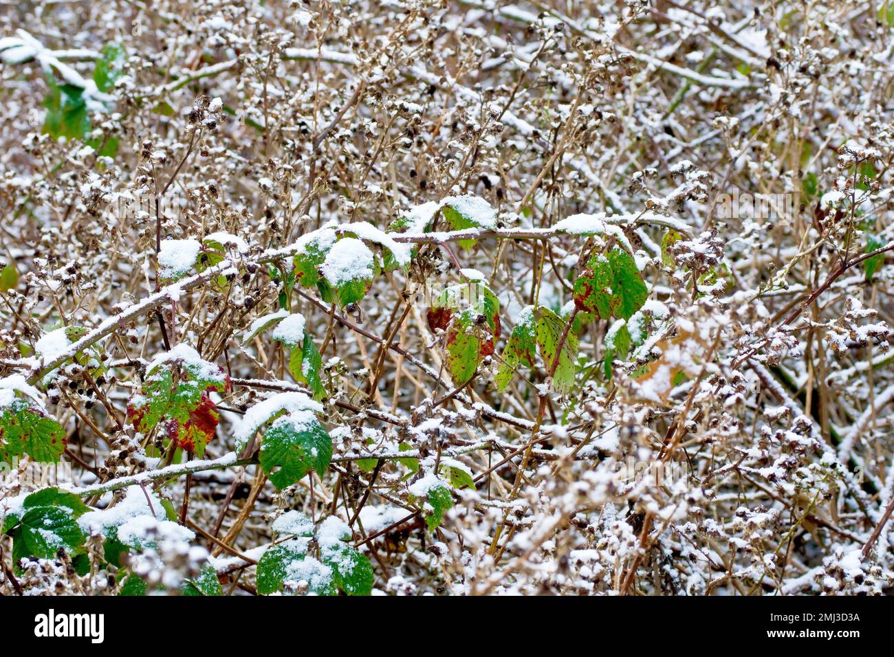 Mora o Bramble (rubus frutticosus), primo piano che mostra un groviglio di lunghi steli dell'arbusto con foglie, ricoperti da una leggera spolveratura di neve. Foto Stock