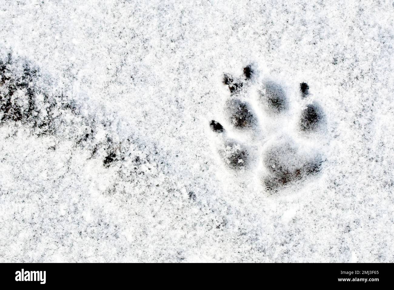 Primo piano di un'impronta fatta da un cane in un sottile strato di neve appena caduta. Foto Stock