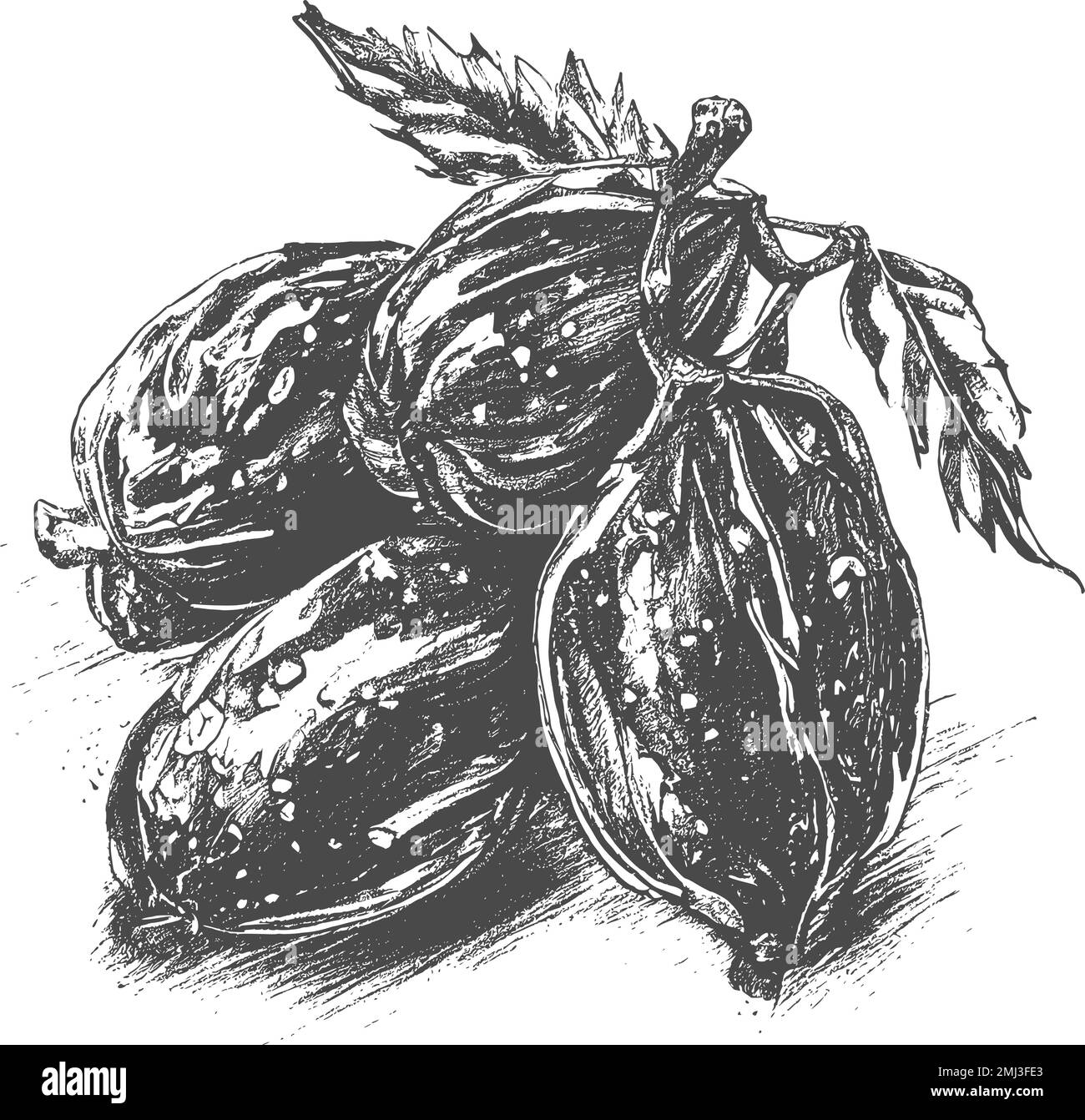 nk date disegnate con foglie. Frutti maturi appendono dal design branches.Border con foglie di palma data e frutti maturi schizzo vettore illustrazione isolato Illustrazione Vettoriale