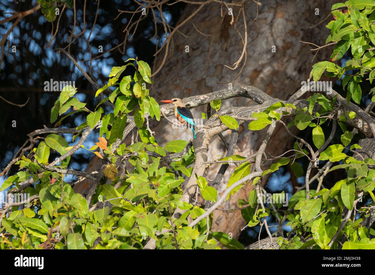 Martin pescatore dalla testa grigia (Halcyon leucocephala), arroccato sul ramo, Gambia, Africa Foto Stock