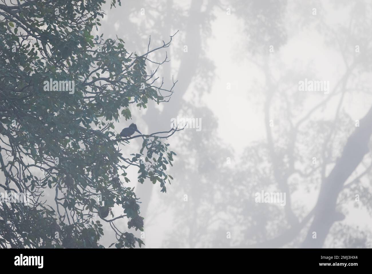 Martin pescatore gigante (Megaceryle maxima), arroccato su ramo, nebbia, Gambia, Africa Foto Stock