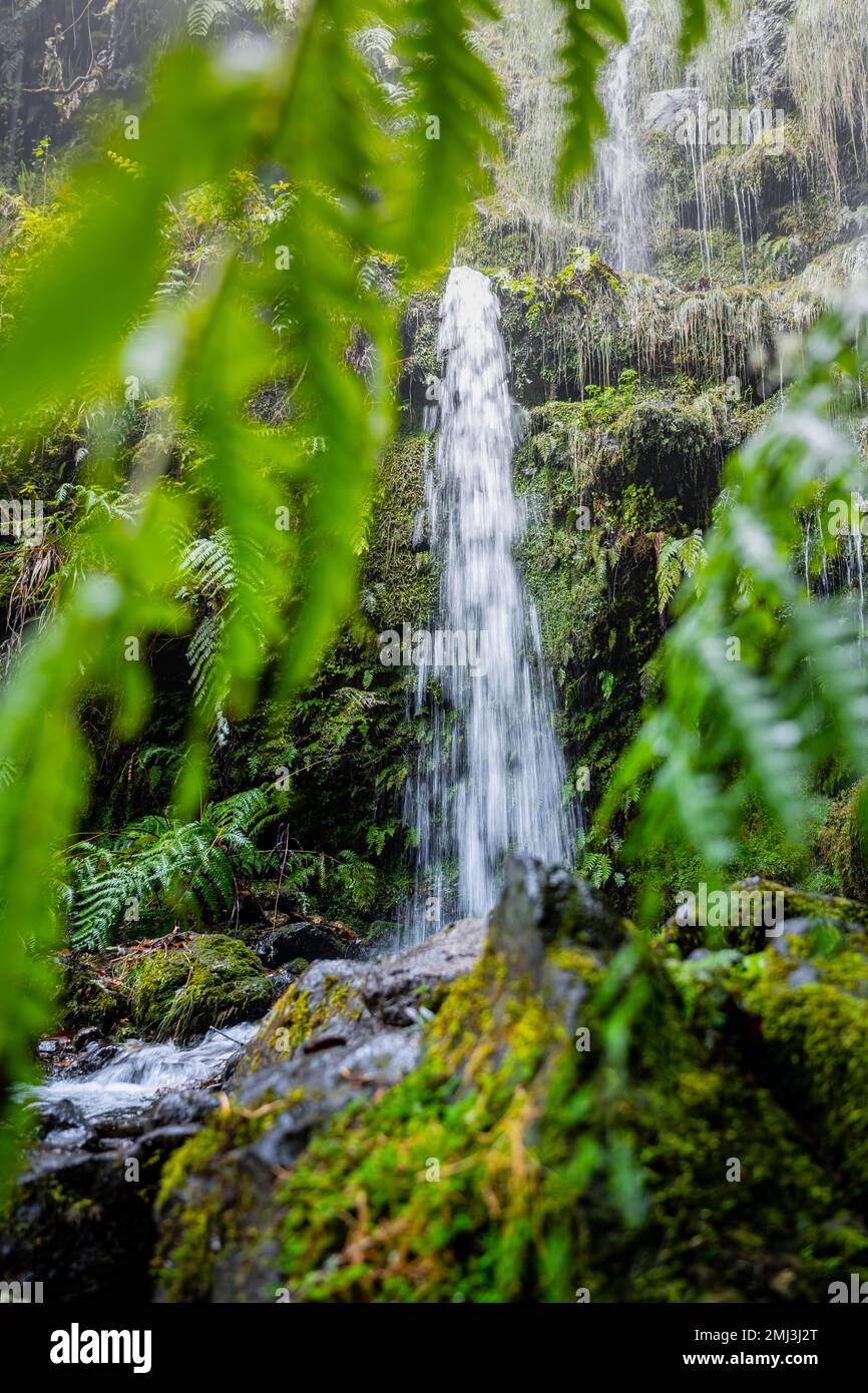 Muschio su una pietra, cascata, lunga esposizione, Madeira, Portogallo Foto Stock