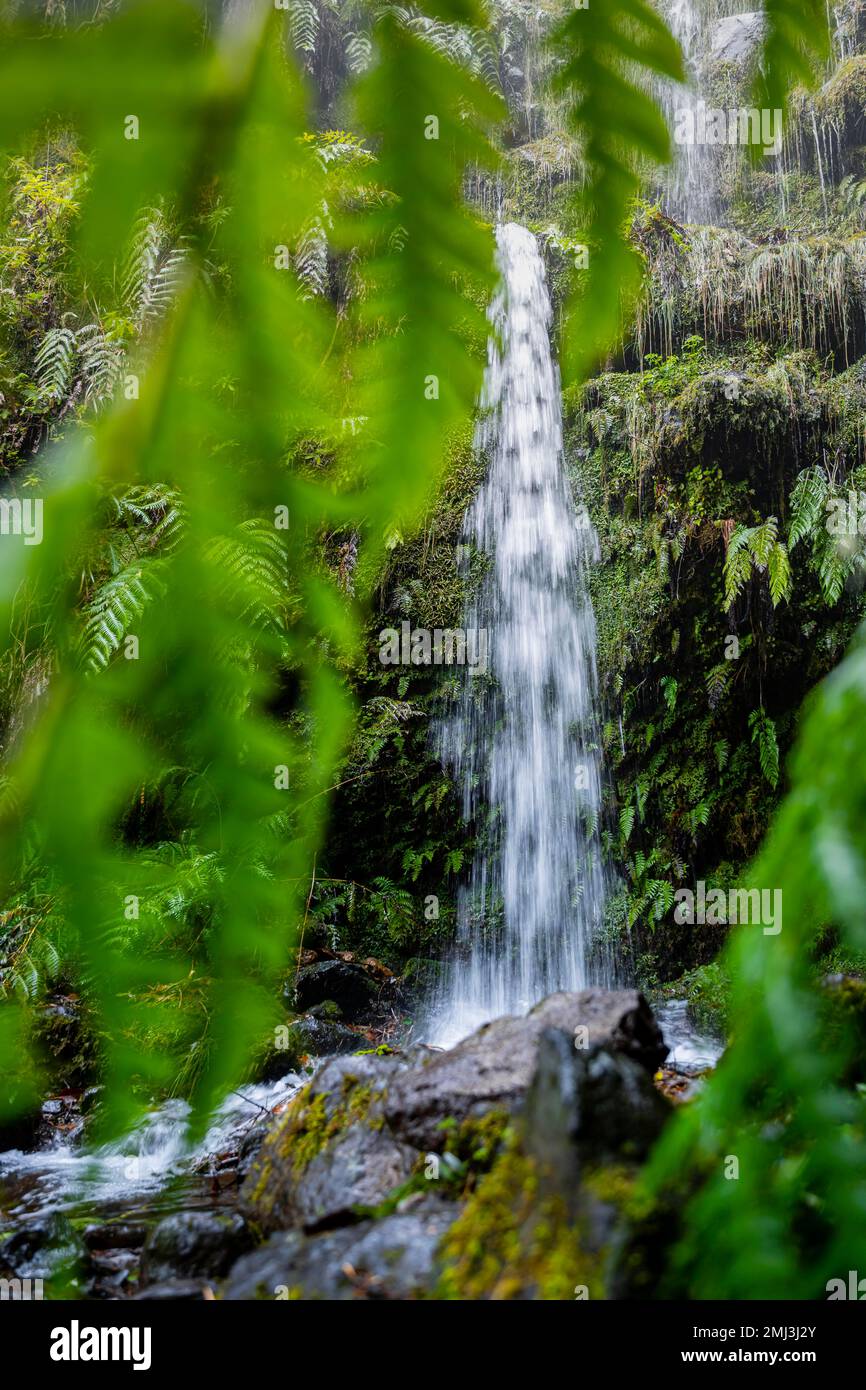 Muschio su una pietra, cascata, lunga esposizione, Madeira, Portogallo Foto Stock