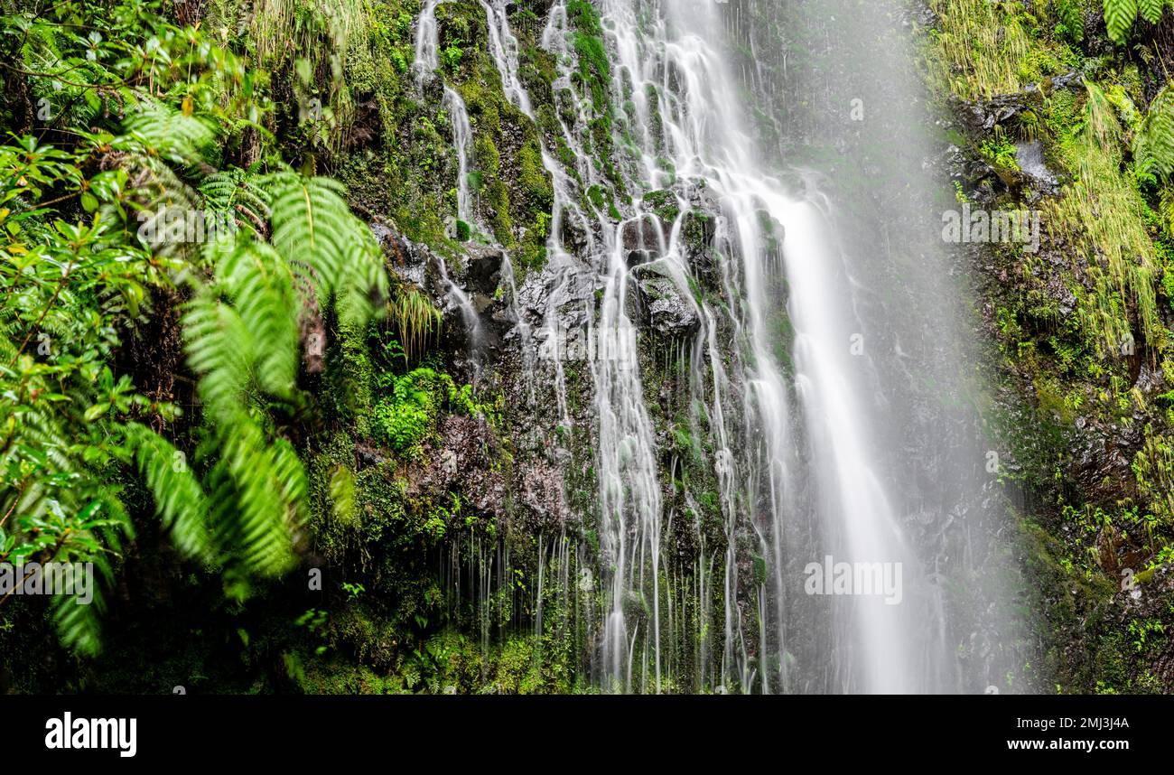 Muschio su una pietra, cascata, lunga esposizione, Madeira, Portogallo Foto Stock