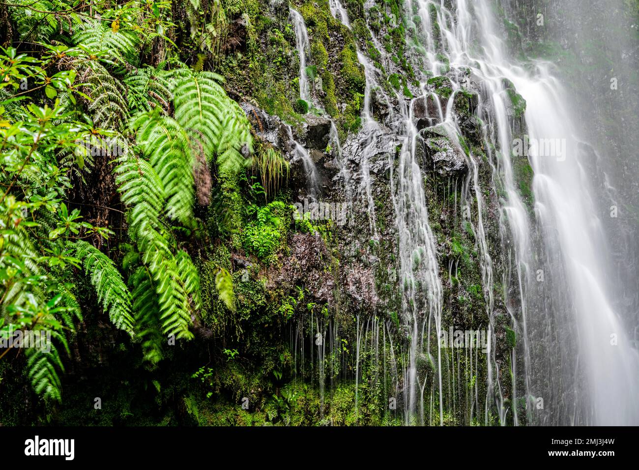 Muschio su una pietra, cascata, lunga esposizione, Madeira, Portogallo Foto Stock