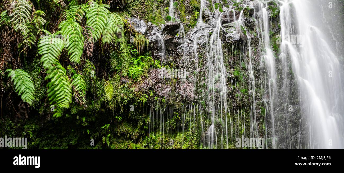 Muschio su una pietra, cascata, lunga esposizione, Madeira, Portogallo Foto Stock