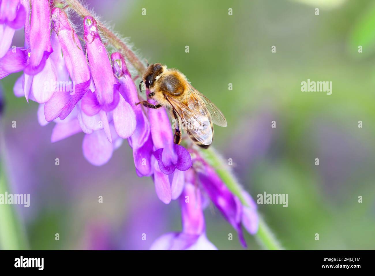 Miele api (Apis mellifera) fiori impollinanti. Foto Stock