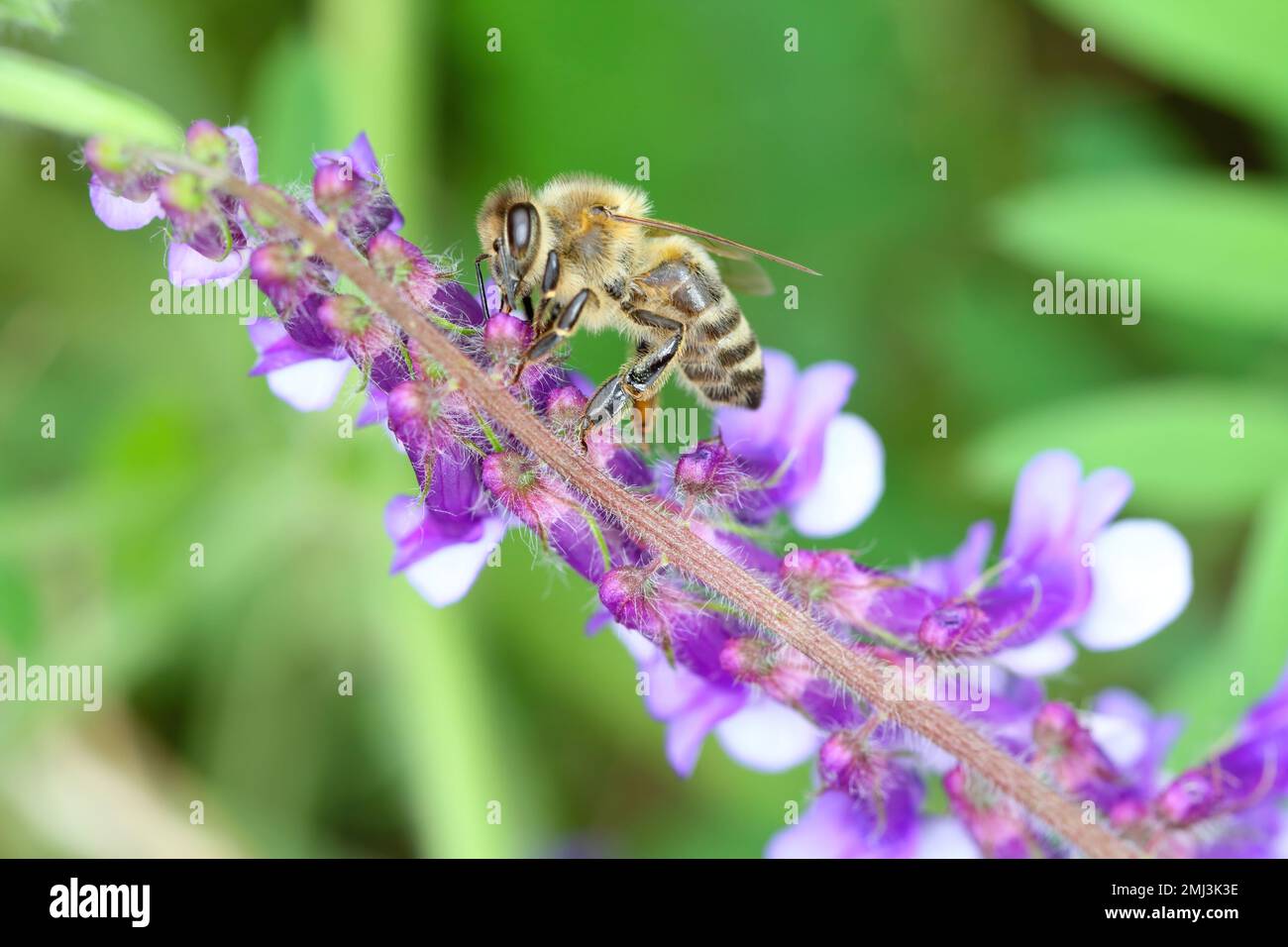 Miele api (Apis mellifera) fiori impollinanti. Foto Stock