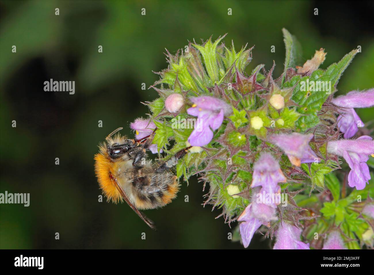 Bumblebee (Bombus sp.) fiori impollinanti. Foto Stock