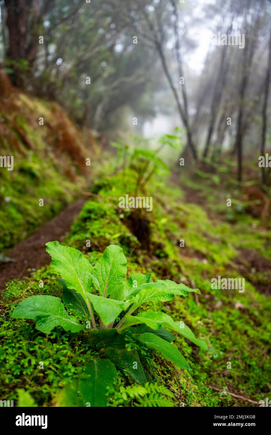 Levada nella foresta densamente coltivata con nebbia, Madeira, Portogallo Foto Stock