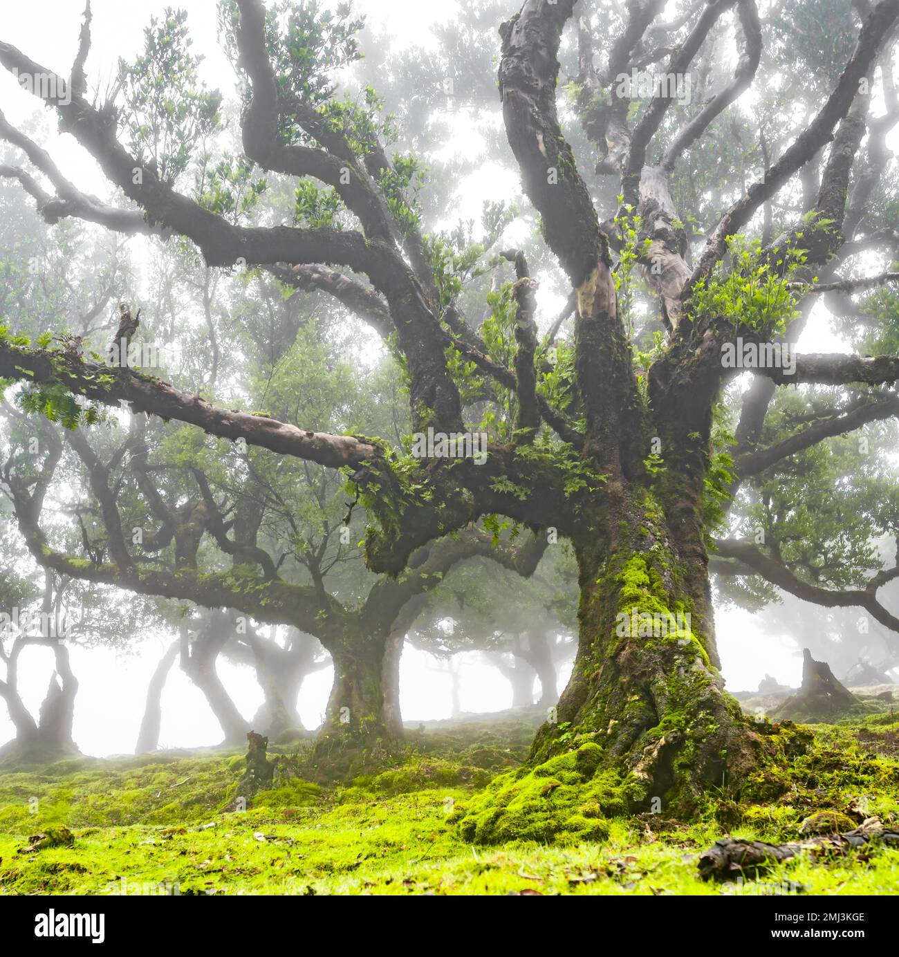 Gli alberi di Laurel sono cresciuti con muschio e piante nella nebbia, la vecchia foresta di Laurel, stinkwood (Opotea foetens), Laurisilva, patrimonio dell'umanità dell'UNESCO Foto Stock