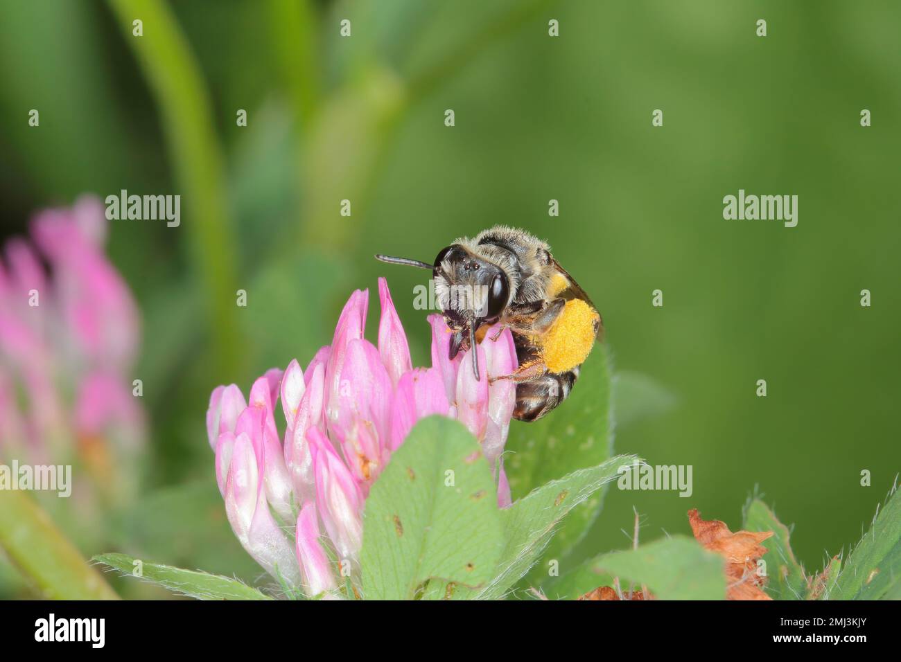 Impollinazione di api selvatiche di fiori di piante. Foto Stock