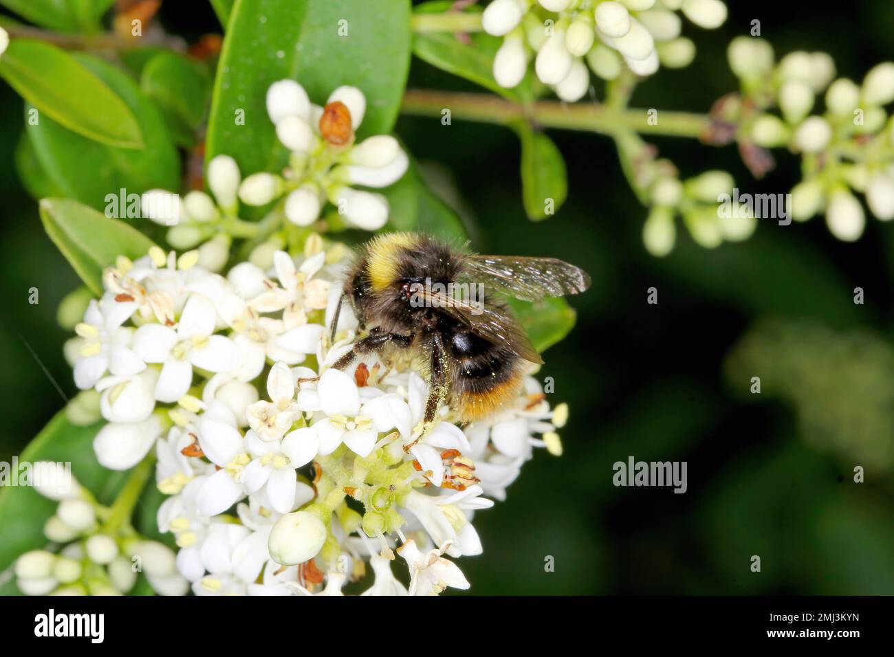 Bumblebee (Bombus sp.) fiori impollinanti. Foto Stock