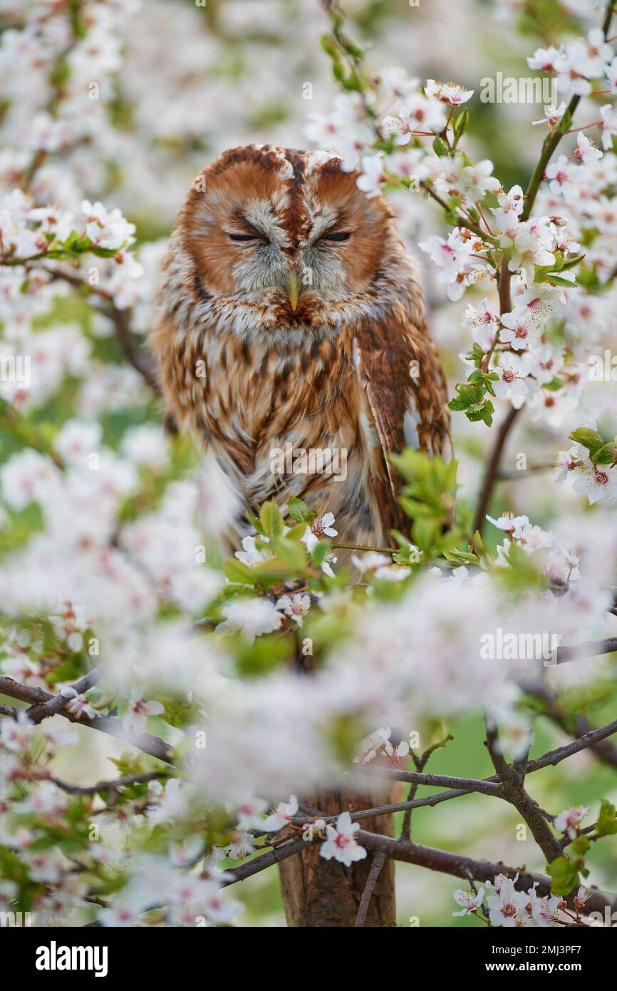 Tawny gufo (Strix aluco), adulto, seduto in fiore siepe sloe in primavera Foto Stock