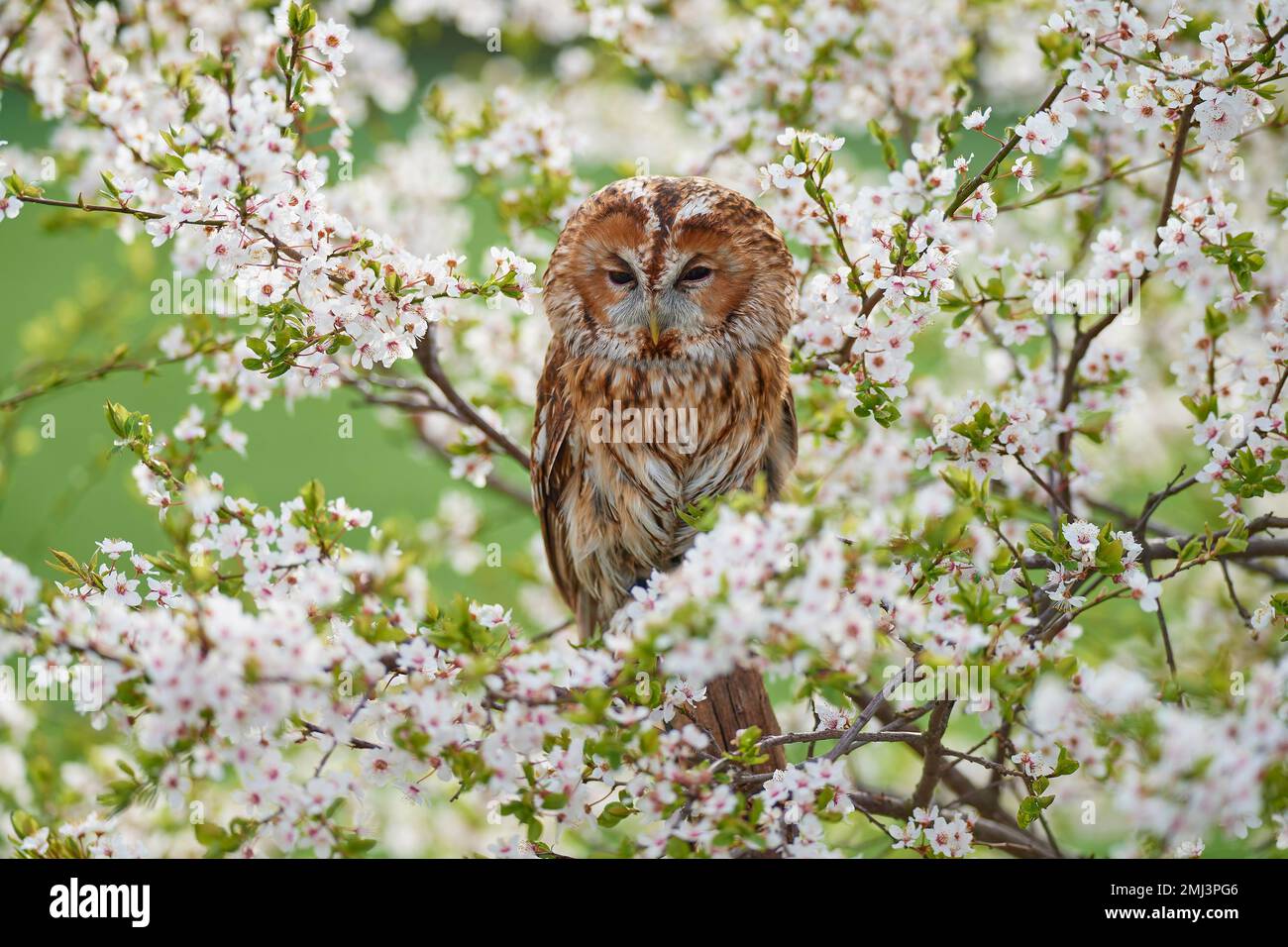 Tawny gufo (Strix aluco), adulto, seduto in fiore siepe sloe in primavera Foto Stock