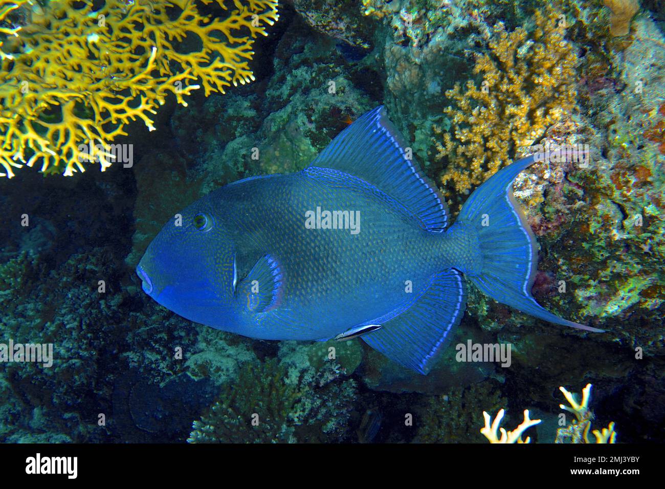 Pesce di trizzone blu (Pseudobalistes fuscus), sito di immersione House Reef, Mangrove Bay, El Quesir, Mar Rosso, Egitto Foto Stock