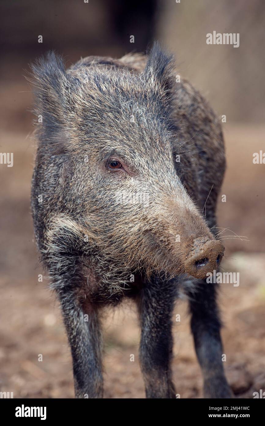 Il Cinghiale Sus scrofa in Impostazione della foresta Foto Stock