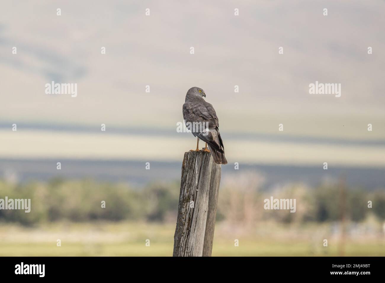 Marsh Hawk arroccato su un Post Foto Stock