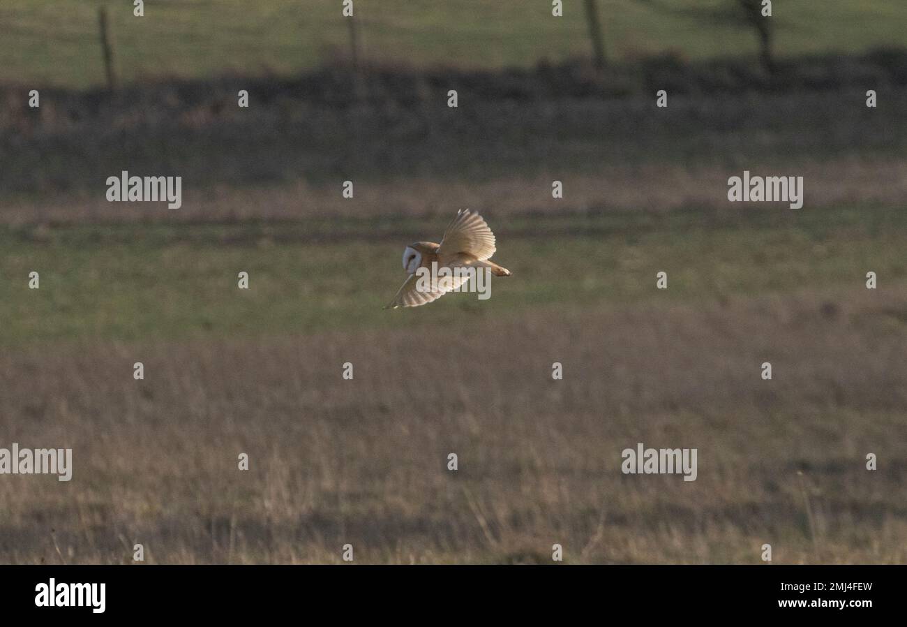 Questo uccello delle dimensioni di un passero ha il tipico profilo kingfisher dalla coda corta e dalla testa grande; ha parti superiori blu, parti inferiori arancioni e una lunga banconota. È f Foto Stock