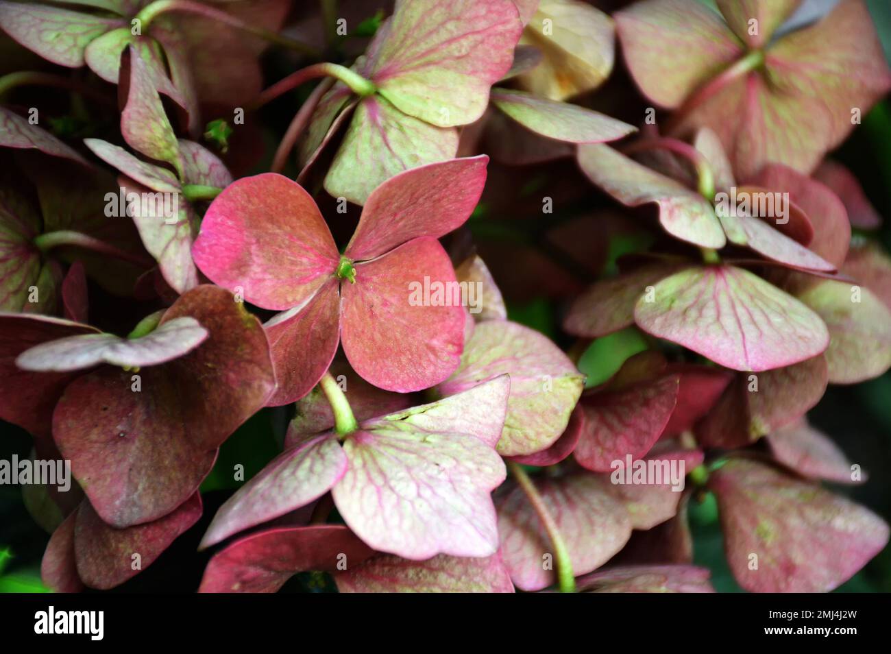 Sfondo fiore idrangea. Colori autunnali di idrangea. Foto Stock